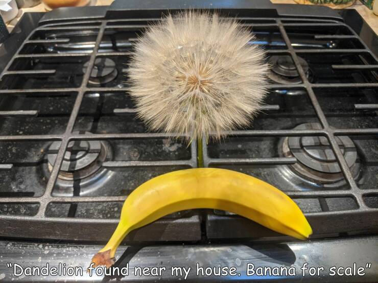 cool random pics and photos - "Dandelion found near my house. Banana for scale"