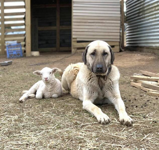 cool random pics and photos - kangal and sheep