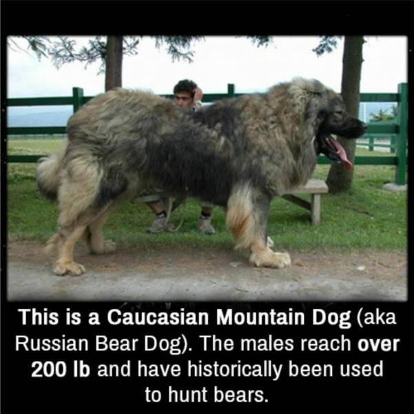 cool random pics and photos - black dolphin dog - This is a Caucasian Mountain Dog aka Russian Bear Dog. The males reach over 200 lb and have historically been used to hunt bears.