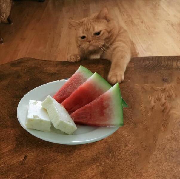 cool random pics and photos - watermelon
