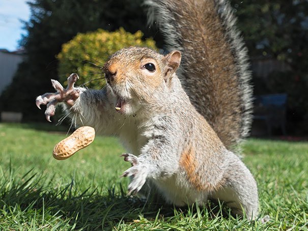 Tryin To Get A Nut!