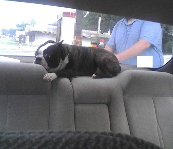10 Photos Of Dogs Realizing They're Going To The Vet, Not The Park