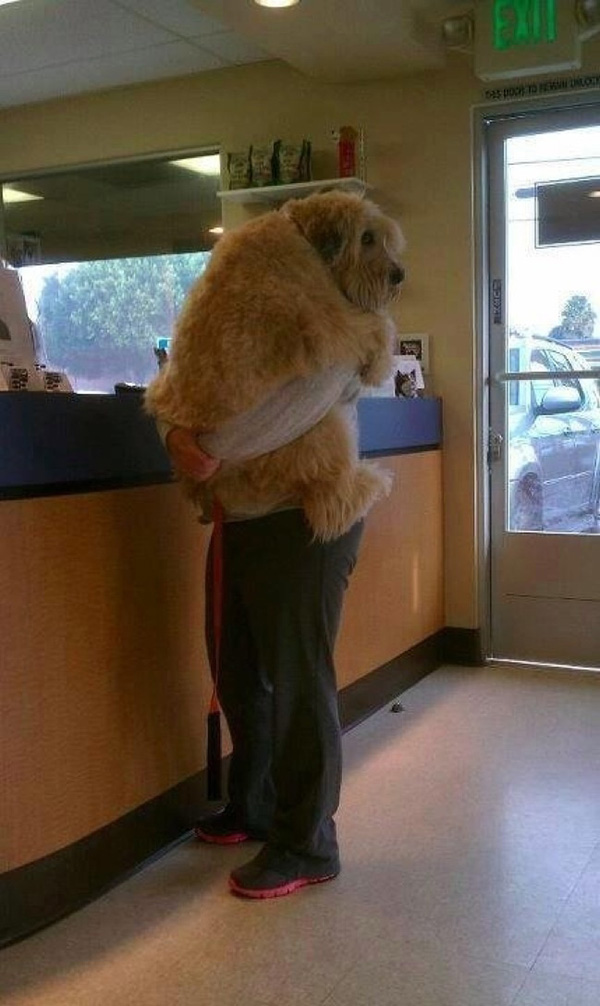 dogs going to the vet