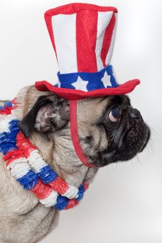 26 Patriotic Cat's & Dog's Enjoying The 4th!