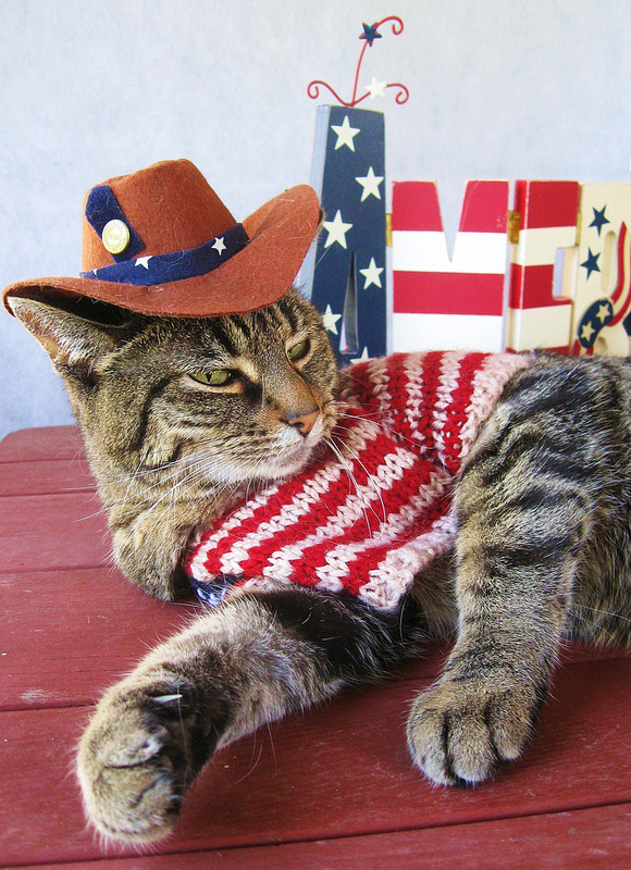 26 Patriotic Cat's & Dog's Enjoying The 4th!