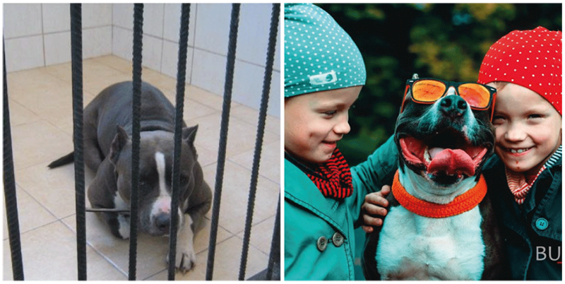 Side-By-Side Photos Of Animals Before And After Adoption.