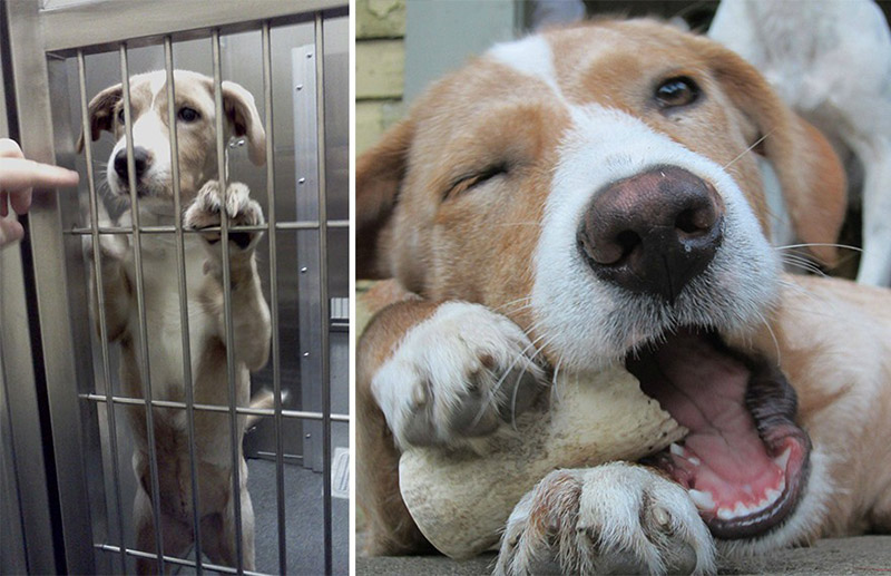 Side-By-Side Photos Of Animals Before And After Adoption.