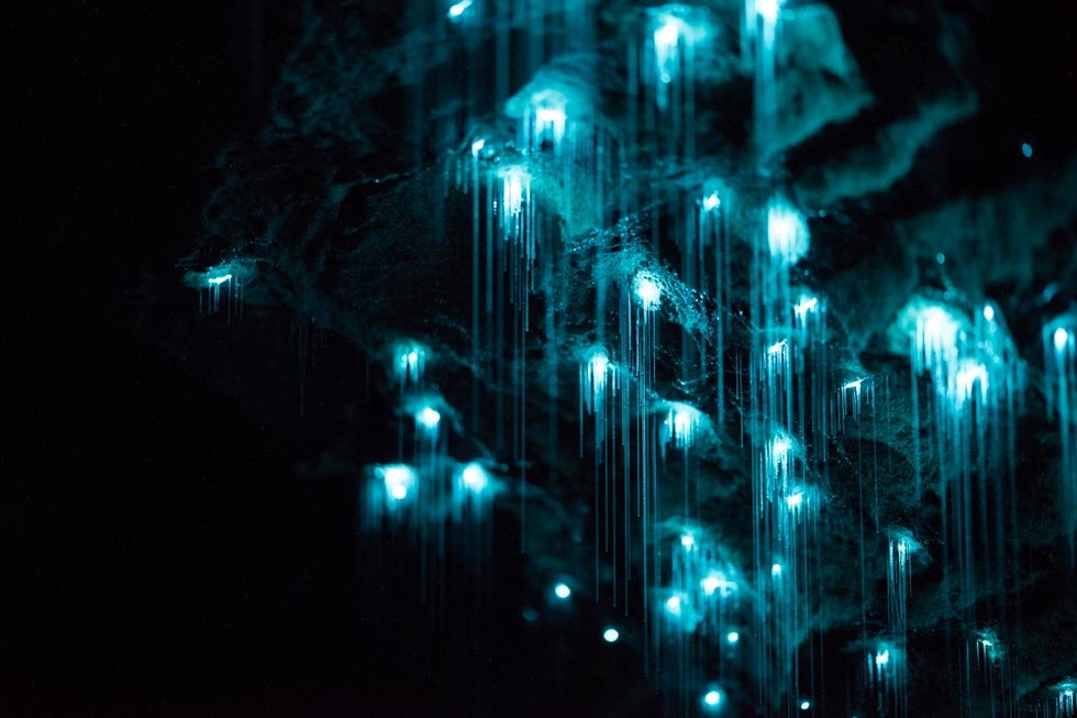 This is a 30 million-year-old limestone cave inhabited by an entire colony of twinkling glow worms.