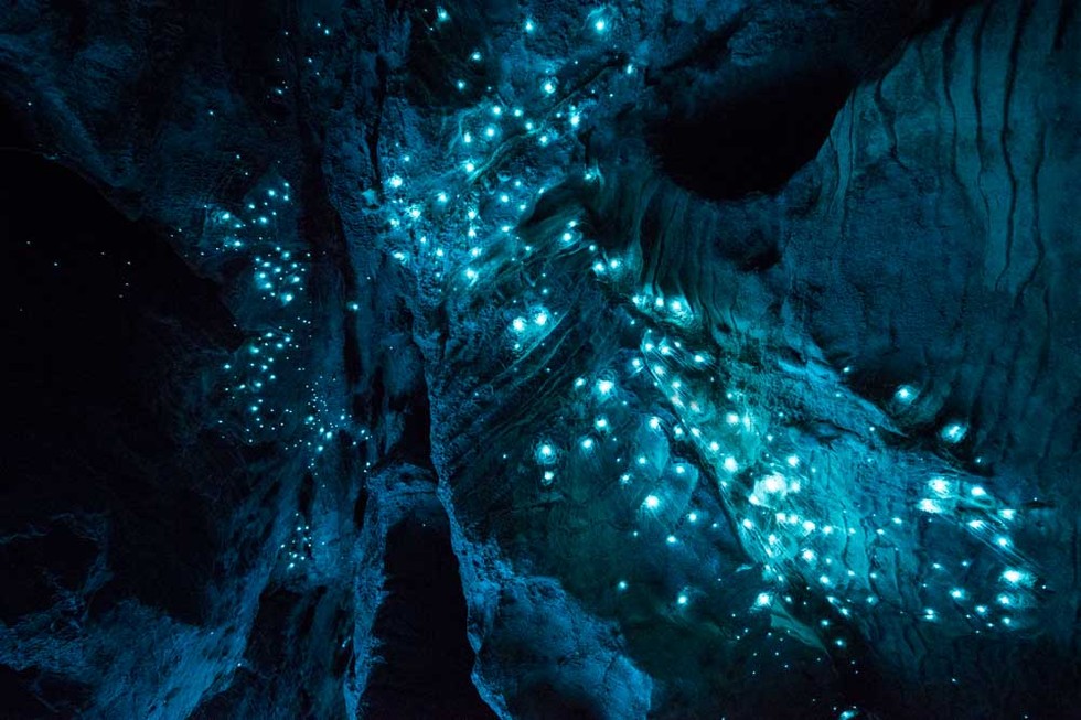 The species, which is bioluminescent in both the larval and Imago stages, is typically found in wet caves and grottoes.