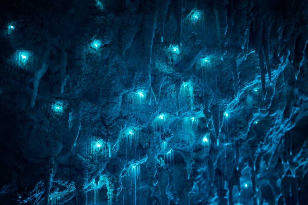 It is thought that the insects that they catch get confused with the night sky when they see the glow worms and fly up into the roof of the cave.