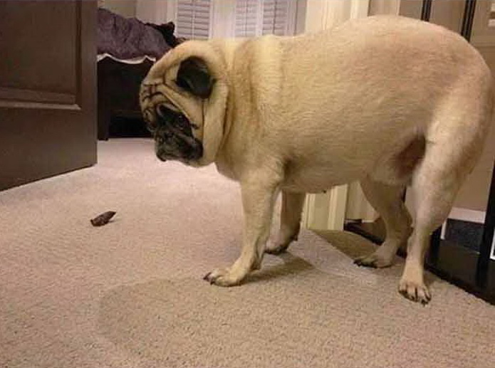 21 Very Guilty Dogs Caught Red Handed!