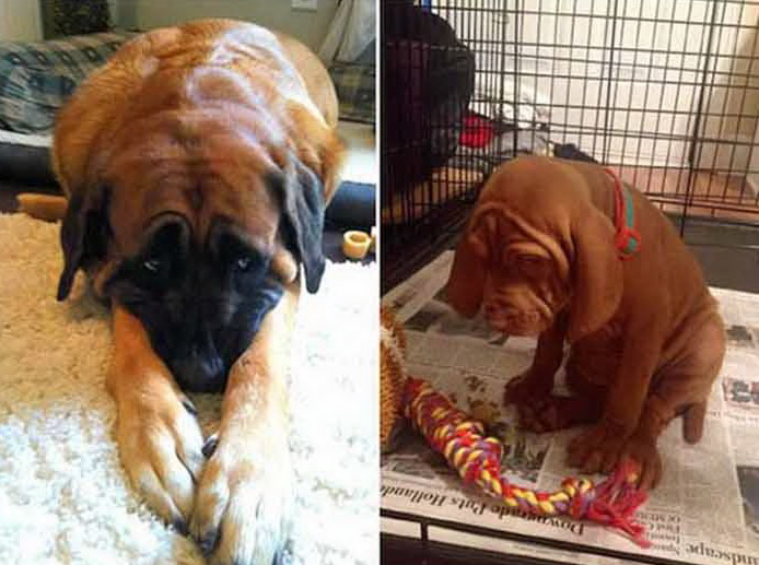 21 Very Guilty Dogs Caught Red Handed!