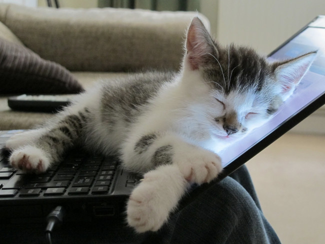 rebel pet cat sleeping on computer