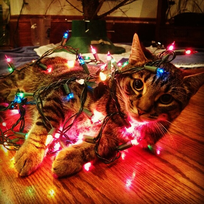 rebel pet cat christmas