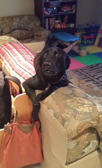 dog stealing from purse