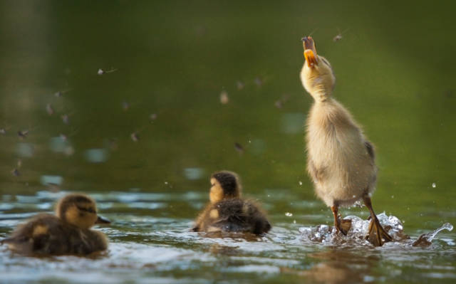 ducklings jumping into water