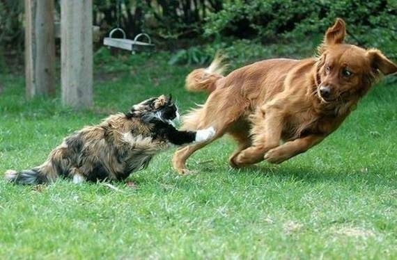 cat fighting dog