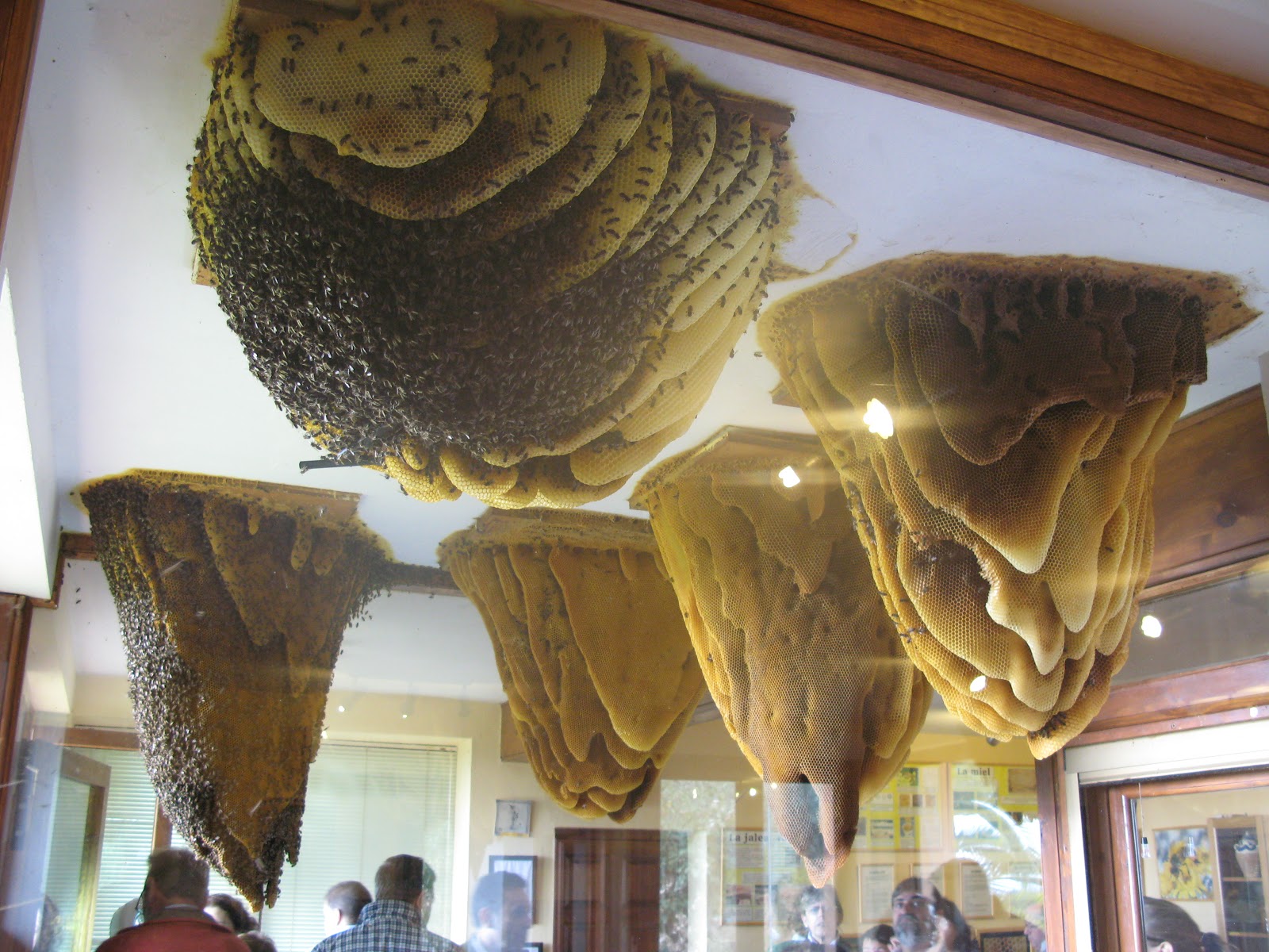 Giant Hives Hanging From The Ceiling Enclosed In A Glass Case With Outdoor Access