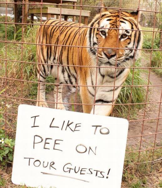 random pic Tiger - I To Pee On Tour Guests!