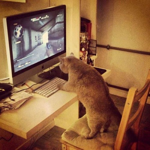 cat playing computer