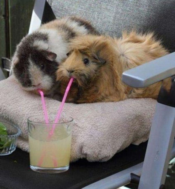 guinea pig drinking