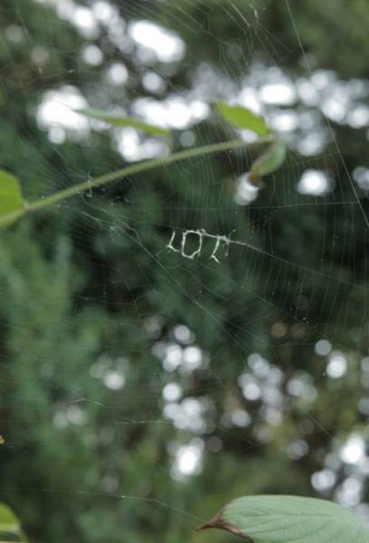 funny spider web