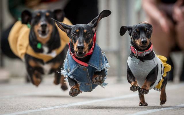 cool pic dachshund racing melbourne