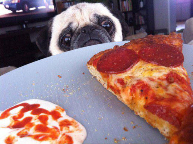 cool pic pug pizza