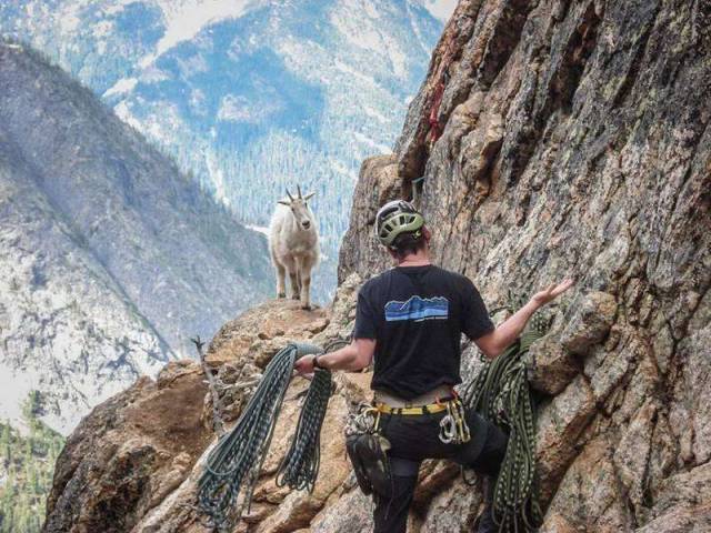 cool pic goat climbing