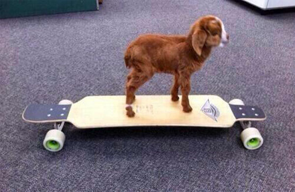 he was a skater goat