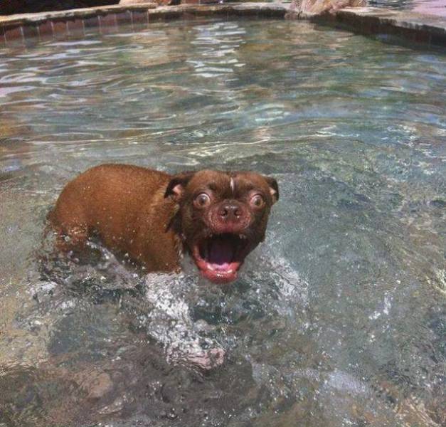 dog scared of water