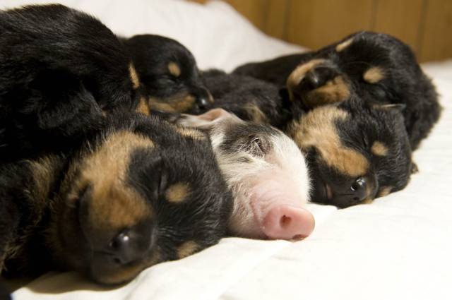 pig and rottweiler