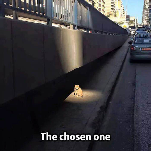 cat has a quest for me - The chosen one