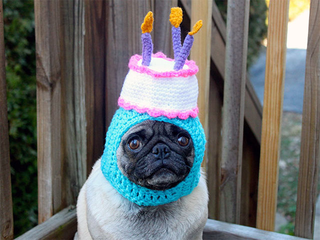 random dog with a birthday hat
