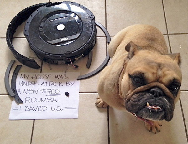 random dog shaming roomba - My House Was Under Attack By A New $700. Roomba I Saved Us.