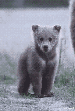 bear cub gif