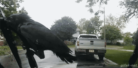 crow on windshield wiper gif