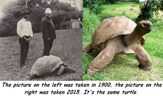 oldest living tortoise - The picture on the left was taken in 1900, the picture on the right was taken 2015. It's the same turtle.
