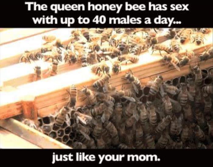 just like your mom - The queen honey bee has sex with up to 40 males a day... just your mom.