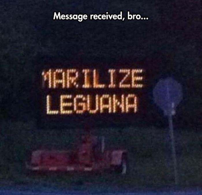 night - Message received, bro... Marilize Leguana