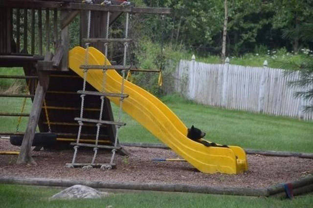 random bear on slide
