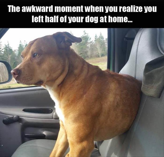 photo caption - The awkward moment when you realize you left half of your dog at home...