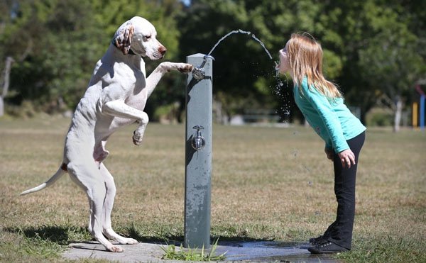 dog helping human