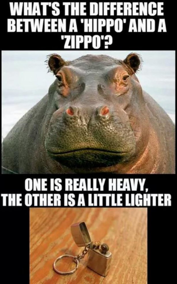 difference between a hippo and a zippo - What'S The Difference Between A 'Hippo' And A "Zippo'? One Is Really Heavy. The Other Is A Little Lighter