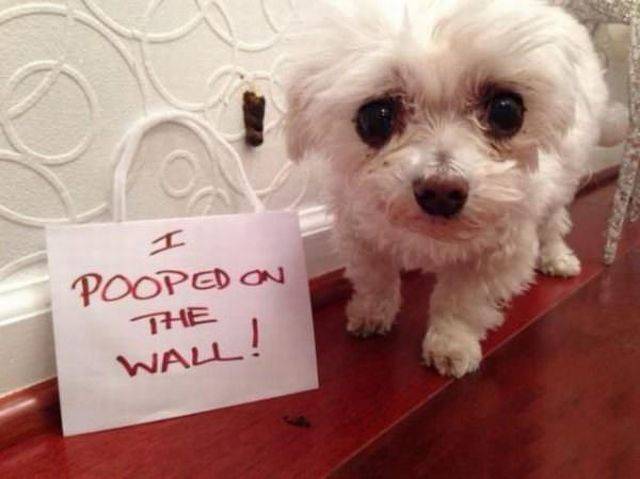maltese - Pooped On The Wall!