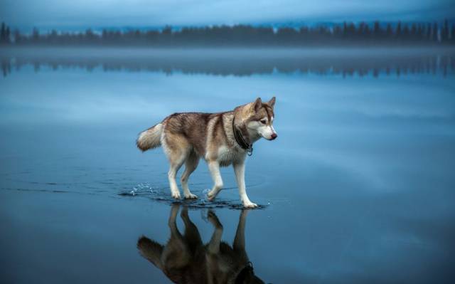 husky walking on water