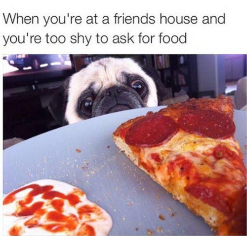 pug pizza - When you're at a friends house and you're too shy to ask for food