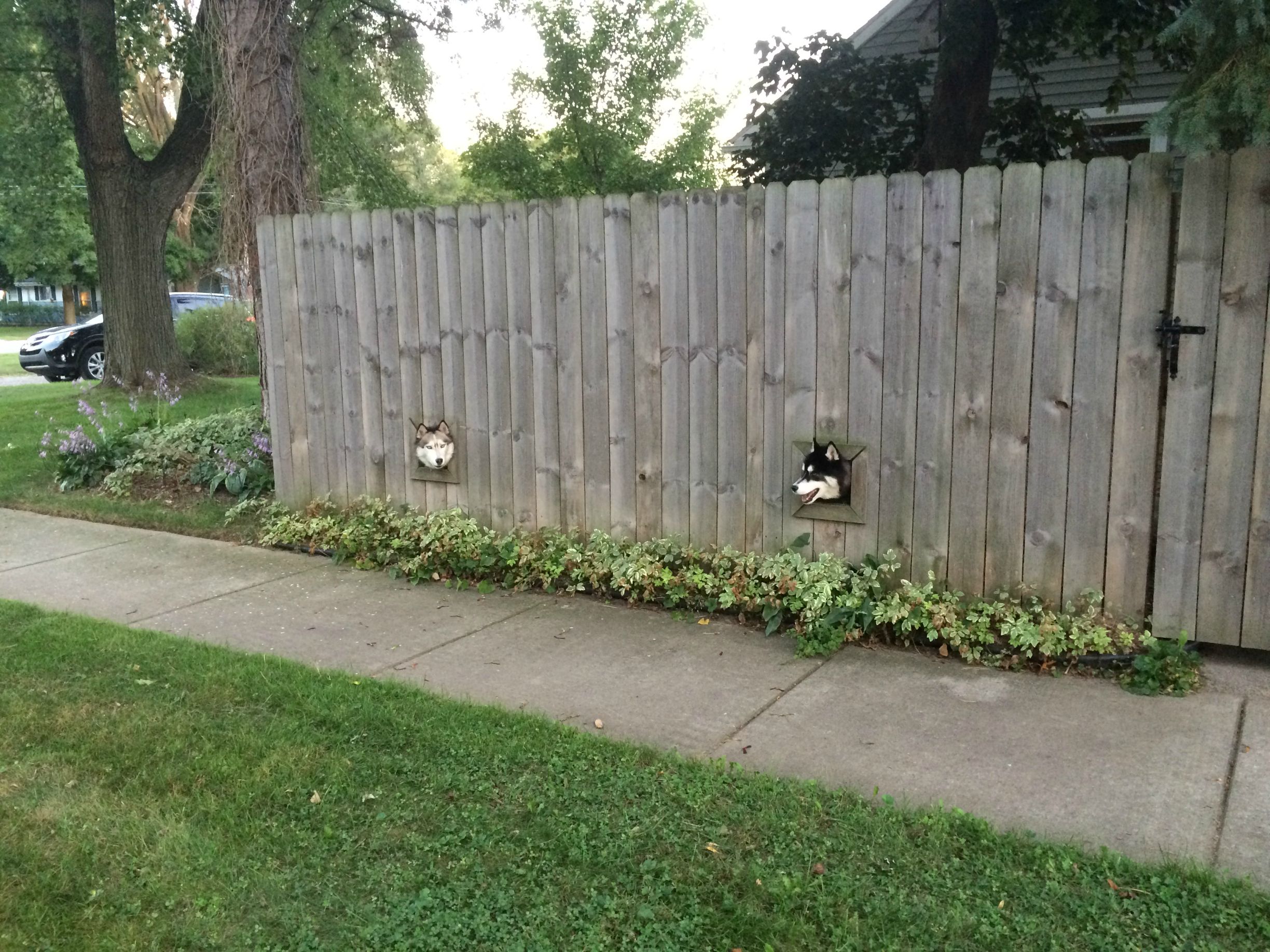dog fence funny