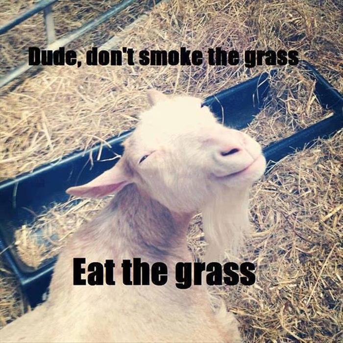 billy goat memes - Dude, don't smoke the grass Eat the grass