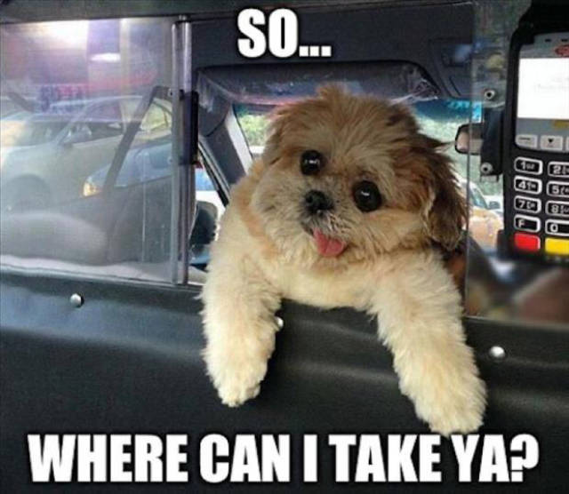 dog taxi driver - So... Ud 5o Dol Where Can I Take Ya?